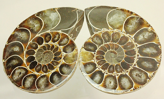 方解石化された中身が美しい、アンモナイトスライスペア化石(Ammonite)（その6）