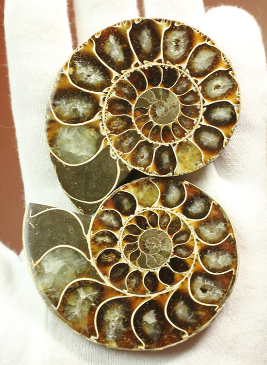方解石化された中身が美しい、アンモナイトスライスペア化石(Ammonite)（その7）