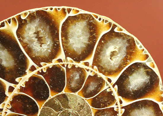 方解石化された中身が美しい、アンモナイトスライスペア化石(Ammonite)（その9）
