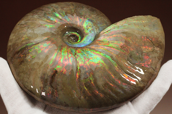 滅多にお目にかかれない！特大でありながら、すさまじい発色