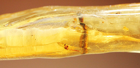 古代の昆虫が20匹以上内包！透明度の高いコーパル(Copal)（その17）