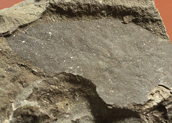 硬い母岩に大きな葉化石が1枚見られます。植物化石のファーストコレクションにも！（その2）