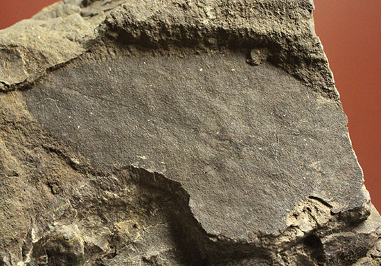 硬い母岩に大きな葉化石が1枚見られます。植物化石のファーストコレクションにも!(その3)