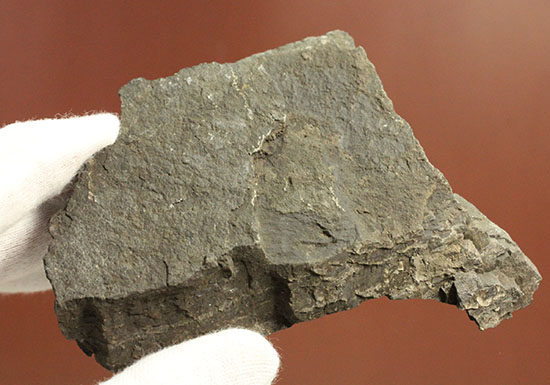 硬い母岩に大きな葉化石が1枚見られます。植物化石のファーストコレクションにも！（その4）