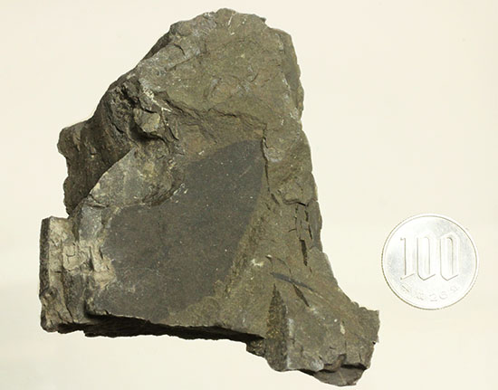 硬い母岩に大きな葉化石が1枚見られます。植物化石のファーストコレクションにも！（その5）