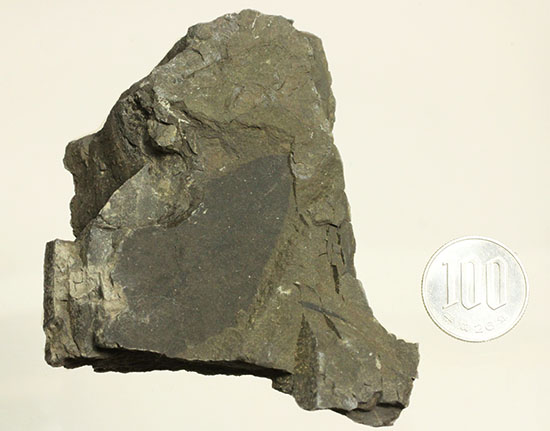 硬い母岩に大きな葉化石が1枚見られます。植物化石のファーストコレクションにも!(その5)