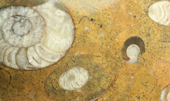 デボン紀のゴニアタイトが複数見られます！初期型アンモナイトのプレート化石(Goniatite)（その5）