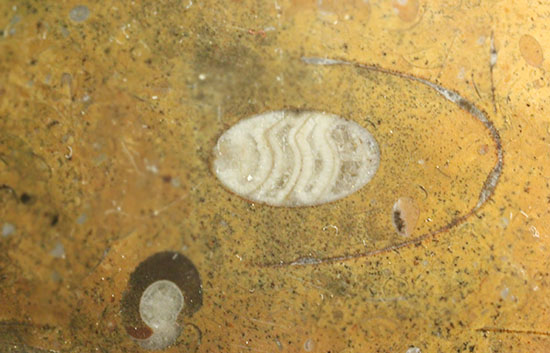 デボン紀のゴニアタイトが複数見られます！初期型アンモナイトのプレート化石(Goniatite)（その6）