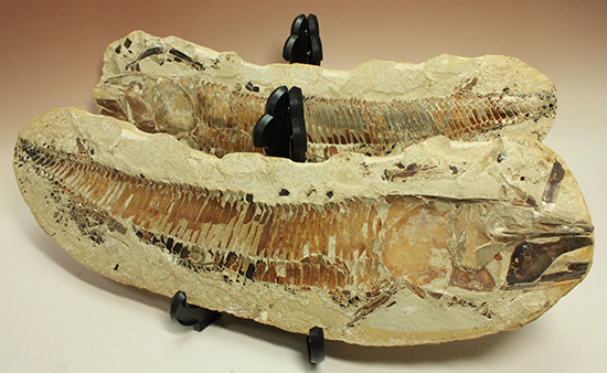 １億年以上前の絶滅古代魚ヴィンクティフェルの保存状態良好化石。（その1）