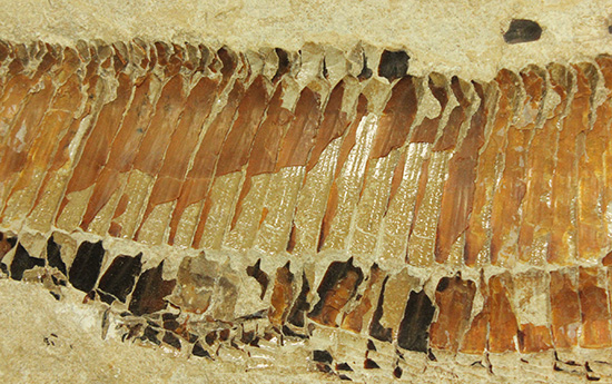 １億年以上前の絶滅古代魚ヴィンクティフェルの保存状態良好化石。（その10）