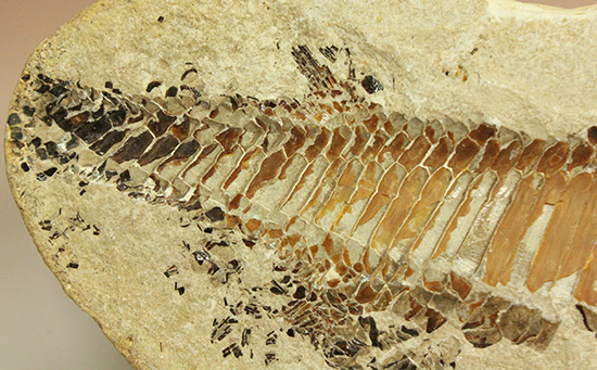 １億年以上前の絶滅古代魚ヴィンクティフェルの保存状態良好化石。（その11）