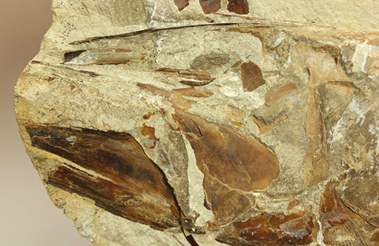 １億年以上前の絶滅古代魚ヴィンクティフェルの保存状態良好化石。（その14）
