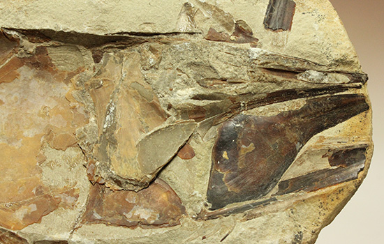 １億年以上前の絶滅古代魚ヴィンクティフェルの保存状態良好化石。（その16）