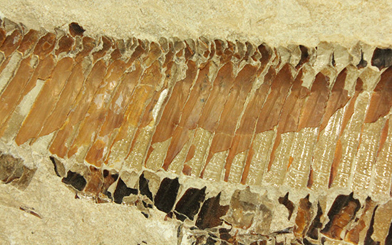 １億年以上前の絶滅古代魚ヴィンクティフェルの保存状態良好化石。（その17）