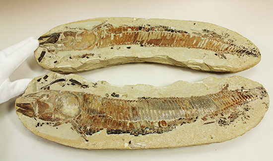 １億年以上前の絶滅古代魚ヴィンクティフェルの保存状態良好化石。（その19）