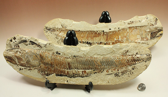 １億年以上前の絶滅古代魚ヴィンクティフェルの保存状態良好化石。（その20）