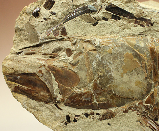 １億年以上前の絶滅古代魚ヴィンクティフェルの保存状態良好化石。（その3）