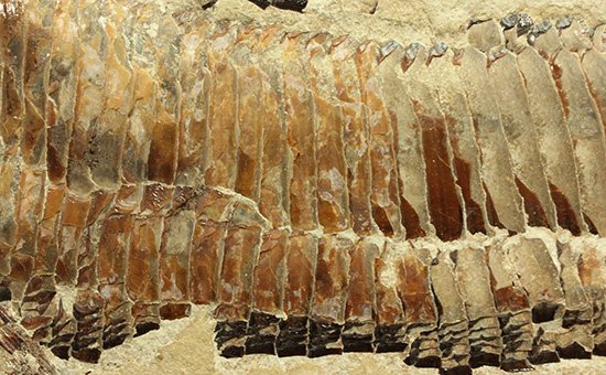 １億年以上前の絶滅古代魚ヴィンクティフェルの保存状態良好化石。（その4）