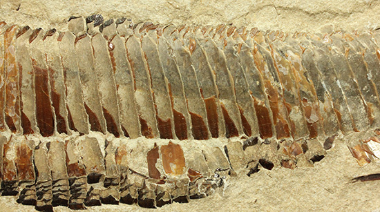 １億年以上前の絶滅古代魚ヴィンクティフェルの保存状態良好化石。（その5）