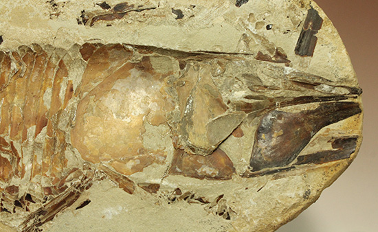 １億年以上前の絶滅古代魚ヴィンクティフェルの保存状態良好化石。（その8）