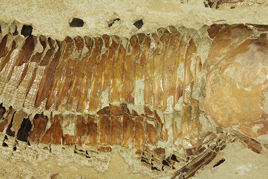１億年以上前の絶滅古代魚ヴィンクティフェルの保存状態良好化石。（その9）