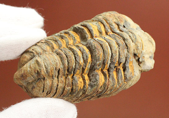 体節の鮮明さが際立つ、オルドビス紀のカリメネ三葉虫（その12）