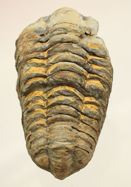 体節の鮮明さが際立つ、オルドビス紀のカリメネ三葉虫（その2）