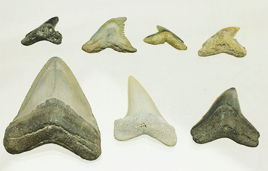良質歯が集結した、豪華なサメの歯化石7点セット（その1）
