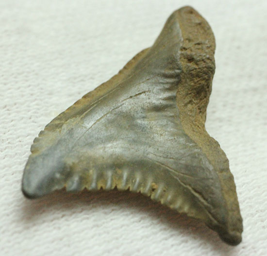 良質歯が集結した、豪華なサメの歯化石7点セット（その12）