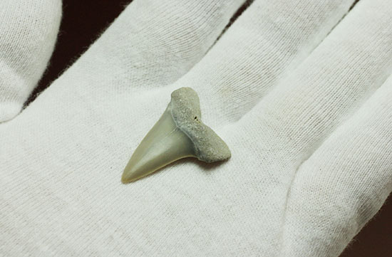 良質歯が集結した、豪華なサメの歯化石7点セット（その5）