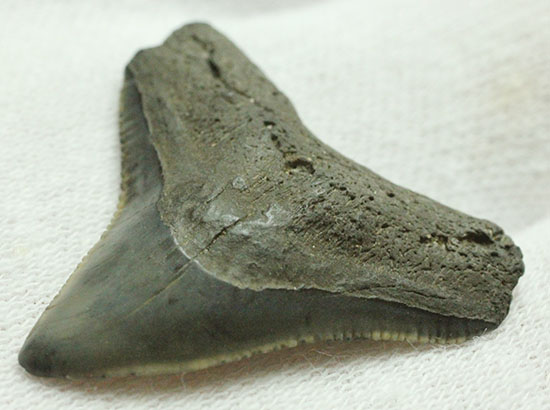 良質歯が集結した、豪華なサメの歯化石7点セット（その7）