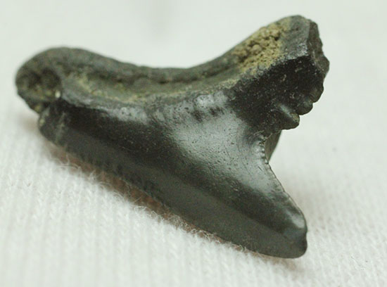 良質歯が集結した、豪華なサメの歯化石7点セット（その9）