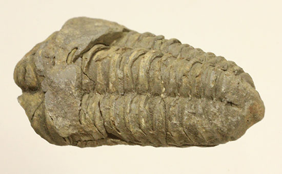 均整のとれたフォルムとうねうねの体節が特徴！初期の三葉虫、カリメネ