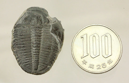 自由頬半分保存!ビギナーにもお勧め、良質大きめのエルラシア・キンギ三葉虫(Elrathia kingi)(その11)
