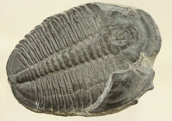 自由頬半分保存!ビギナーにもお勧め、良質大きめのエルラシア・キンギ三葉虫(Elrathia kingi)(その2)