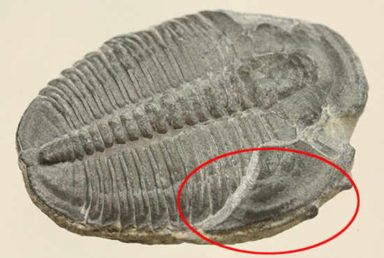 自由頬半分保存!ビギナーにもお勧め、良質大きめのエルラシア・キンギ三葉虫(Elrathia kingi)(その3)