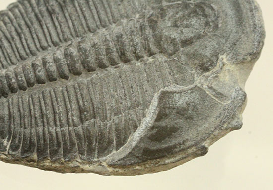 自由頬半分保存!ビギナーにもお勧め、良質大きめのエルラシア・キンギ三葉虫(Elrathia kingi)(その4)