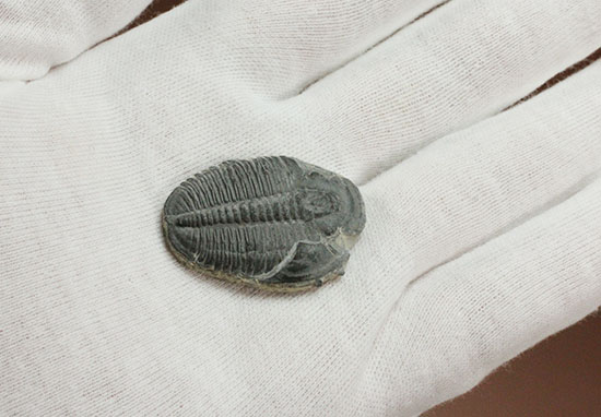 自由頬半分保存!ビギナーにもお勧め、良質大きめのエルラシア・キンギ三葉虫(Elrathia kingi)(その5)