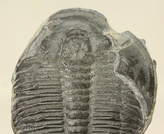 自由頬半分保存!ビギナーにもお勧め、良質大きめのエルラシア・キンギ三葉虫(Elrathia kingi)(その9)