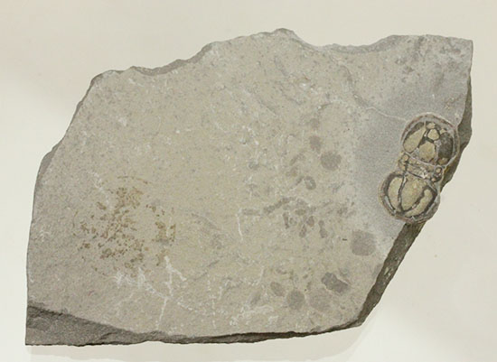 カスタネットのような形がユニークなカンブリア紀三葉虫、ペロノプシス(Peronopsis)（その2）