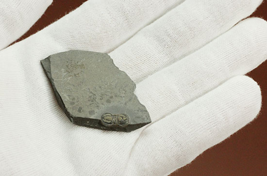 カスタネットのような形がユニークなカンブリア紀三葉虫、ペロノプシス(Peronopsis)(その5)