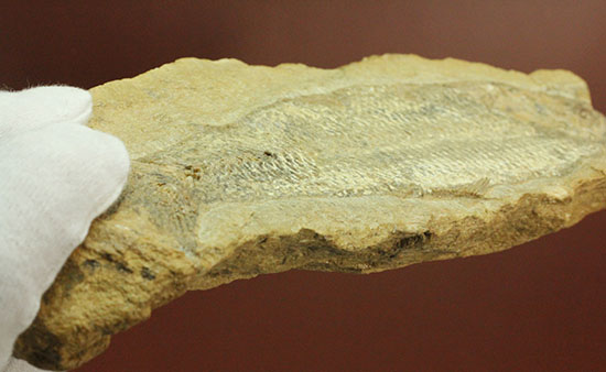 言うことなしのグレートコンディション！約１億1000万年前の魚化石タッリアス・アラリピス(Tharrias araripes)（その15）