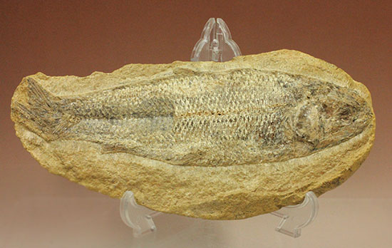 古代魚化石 Tharrias ジュラ紀 標本 古代魚化石 Tharrias ジュラ紀 標本 【公式通販】