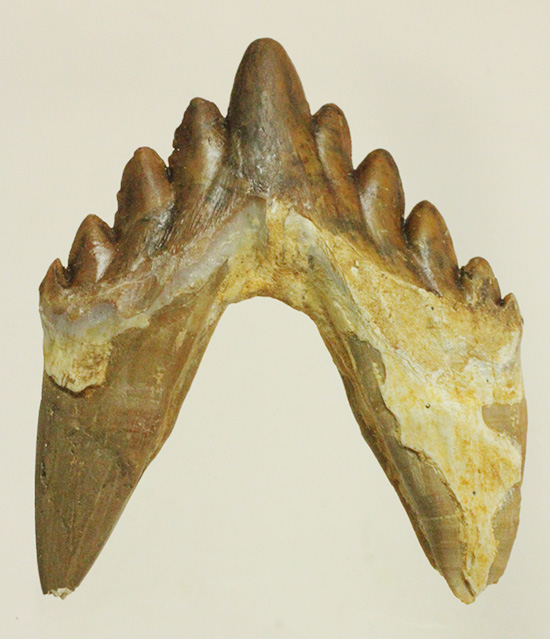 新生代の一時期、食物連鎖の頂点にあったバシロサウルスの下顎の奥歯の化石(Basilosaurus)(その10)
