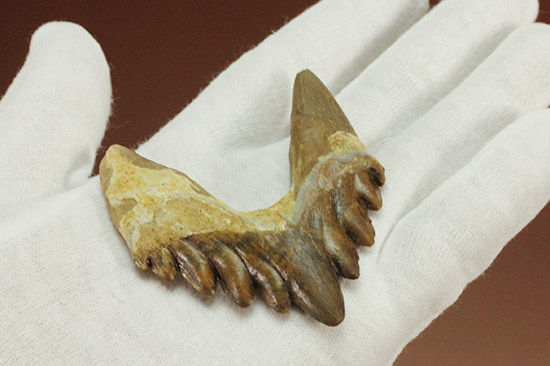 新生代の一時期、食物連鎖の頂点にあったバシロサウルスの下顎の奥歯の化石(Basilosaurus)(その11)