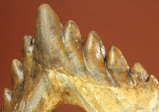 新生代の一時期、食物連鎖の頂点にあったバシロサウルスの下顎の奥歯の化石(Basilosaurus)(その12)