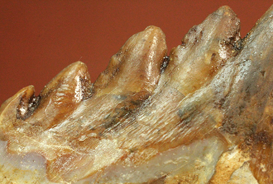 新生代の一時期、食物連鎖の頂点にあったバシロサウルスの下顎の奥歯の化石(Basilosaurus)(その13)