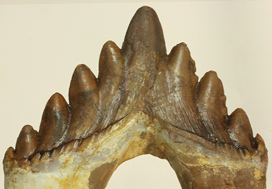 新生代の一時期、食物連鎖の頂点にあったバシロサウルスの下顎の奥歯の化石（Basilosaurus） 海のモンスター 販売化石販売の化石セブン　ティラノサウルスの歯化石はこちら