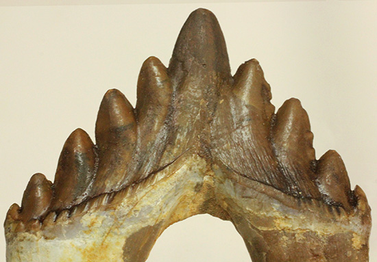 新生代の一時期、食物連鎖の頂点にあったバシロサウルスの下顎の奥歯の化石(Basilosaurus)(その14)