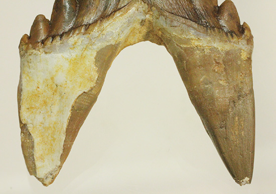 新生代の一時期、食物連鎖の頂点にあったバシロサウルスの下顎の奥歯の化石(Basilosaurus)(その15)